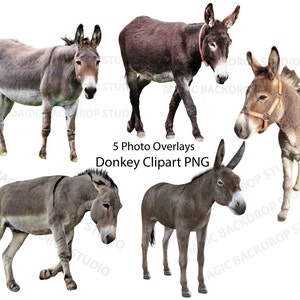 Esel Esel Mule Mules Braun Tier Cut Out Clip Art Overlay Bundle Photoshop Edit Templates Prop Digital Scrapbook Composite PNG Clipart