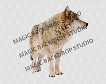 Gray brown Wolf animal wolves wild dog Photoshop Overlays Photoshop editing templates Prop Scrapbooking Composite PNG Clipart Clip Art