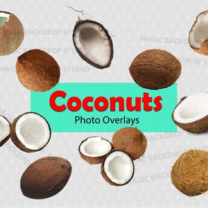Cocos de coco Fruta PNG Paquete a granel alimentos frutas palmera clip art Superposición Photoshop Superposiciones de comida cortada Prop Scrapbook Compuesto Clipart
