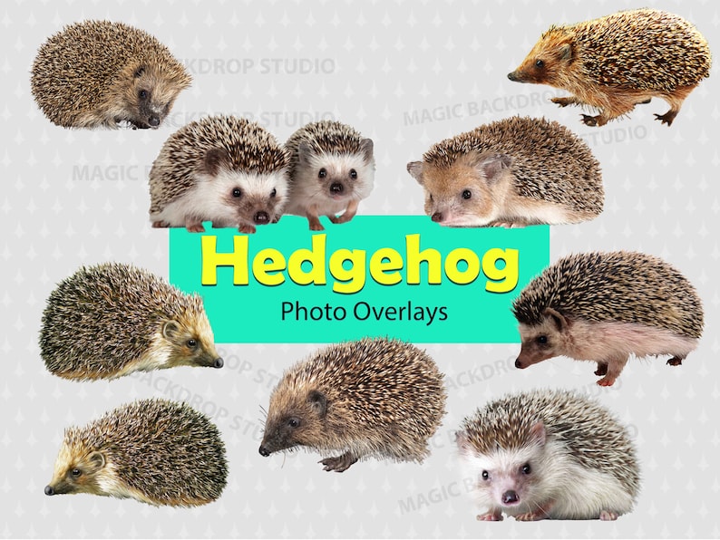 Multiple Hedgehogs Hedgehog Hedgehogs PNG Bundle Bulk Bundles Animal Clipart Overlay ...
