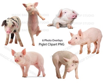 Piglet piglets PNG pig pigs Bundle baby farm animals clip art Overlay Photoshop Overlays swine Prop Digital Scrapbook Composite Clipart