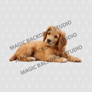 Puppy puppies animal dog labradoor dogs digital Overlay Photoshop mock up templates Prop Props Scrapbooking Composite PNG Clipart Clip Art