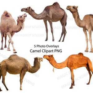 Camel bundle PNG Cammelli una gobba Marrone Animale selvatico ritagliato clip art Sovrapposizioni Bundle Photoshop modifica modelli Prop Digital Scrapbook Clipart