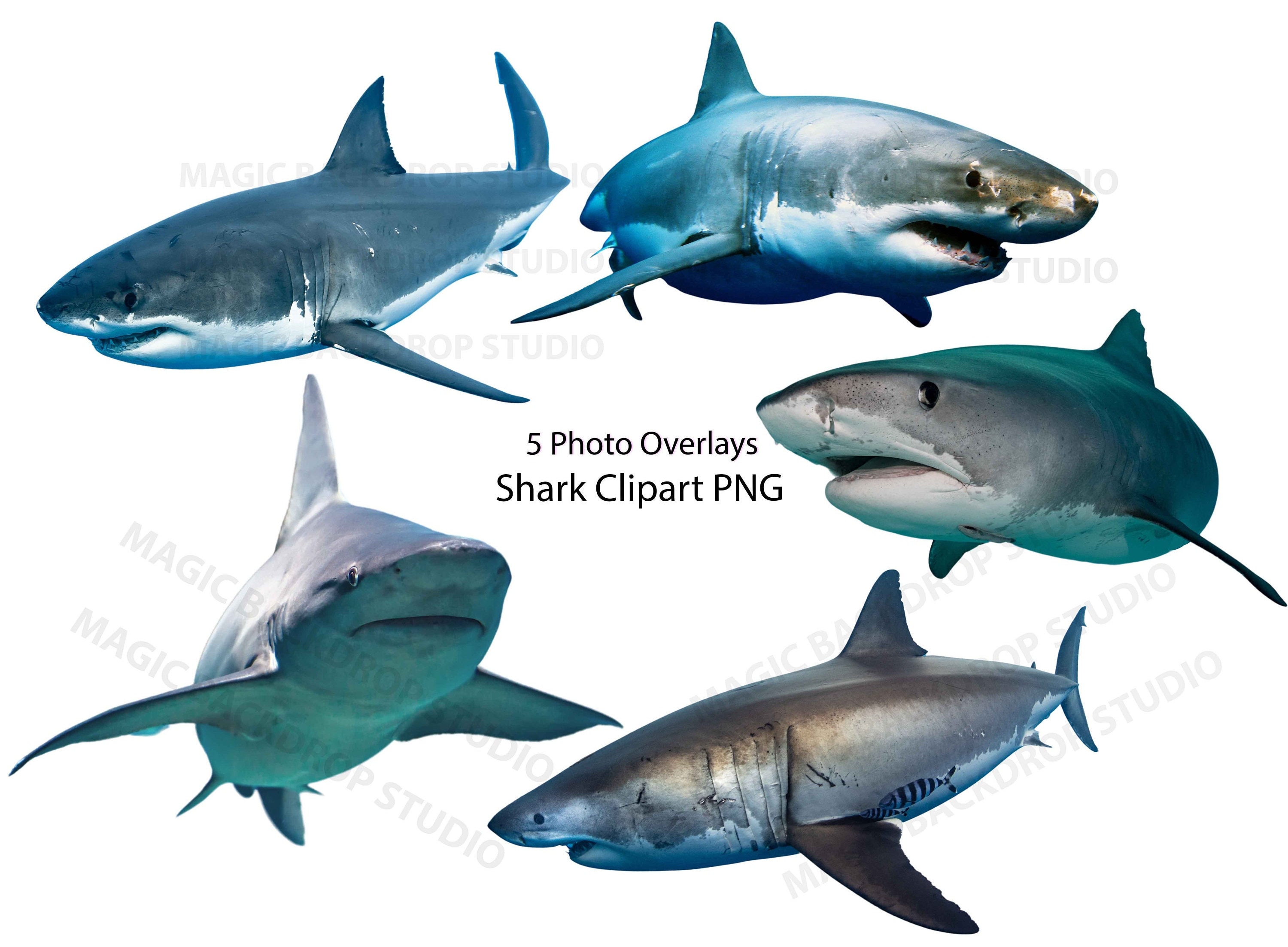 Shark Sharks Photo Image PNG Bundle sea aquarium animal animals Overlay Photoshop mock up Prop Props Scrapbook Composite Clipart Clip Art