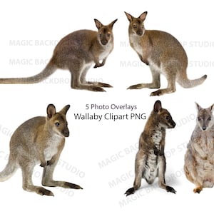 Wallaby Wallabies bundle PNG Clip art Australian Wild animal kangourou découpé Superpositions Photoshop edit Props Prop Digital Scrapbook Clipart