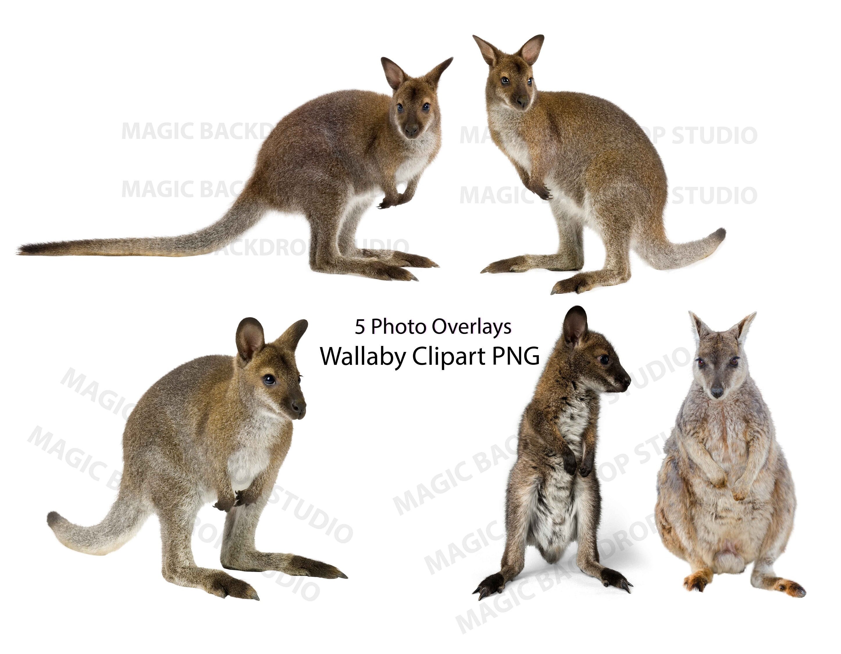 Kangaroos and Wallabies at the Good Zoo at Oglebay Resort : Oglebay