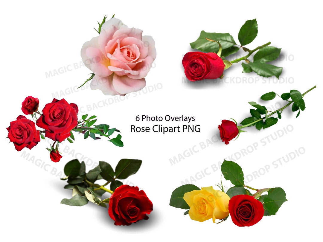 Red Rose Roses Thorns Flower Plant Tree PNG Bundle Trees Clip Art