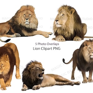 Lion Lion PNG Bundle Big cat cats Wild Africa zoo animal cut clip art Superposition Photoshop templates Prop Digital Scrapbook Composite Clipart