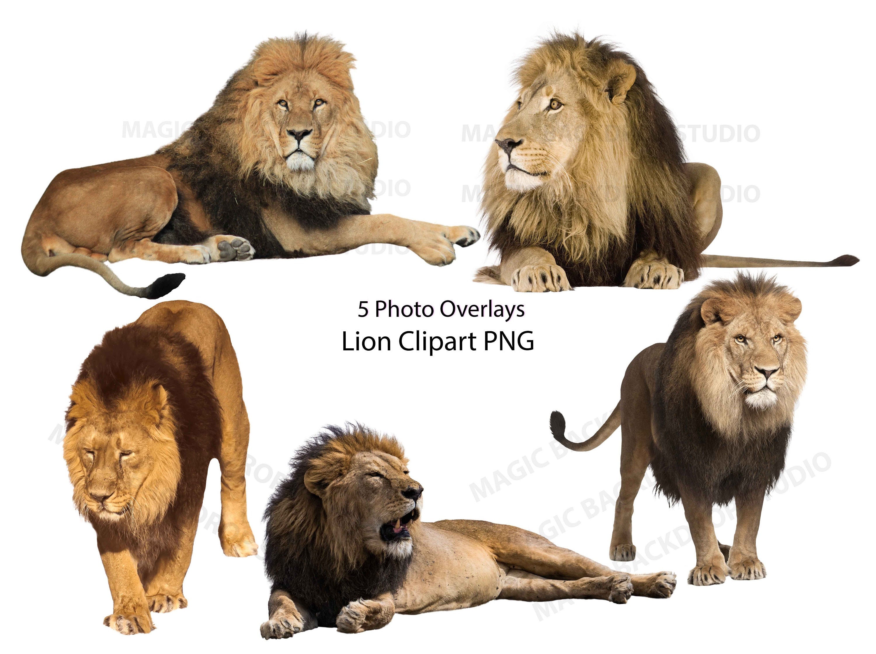 Lion Lion PNG Bundle Big cat cats Wild Africa zoo animal cut clip art Overlay Photoshop templates Prop Digital Scrapbook Composite Clipart