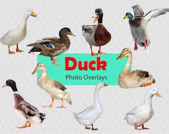 Duck Ducks PNG bird birds wild farm animals animal clip art Overlay Photoshop Overlays props Prop Digital Scrapbook Composite Clipart