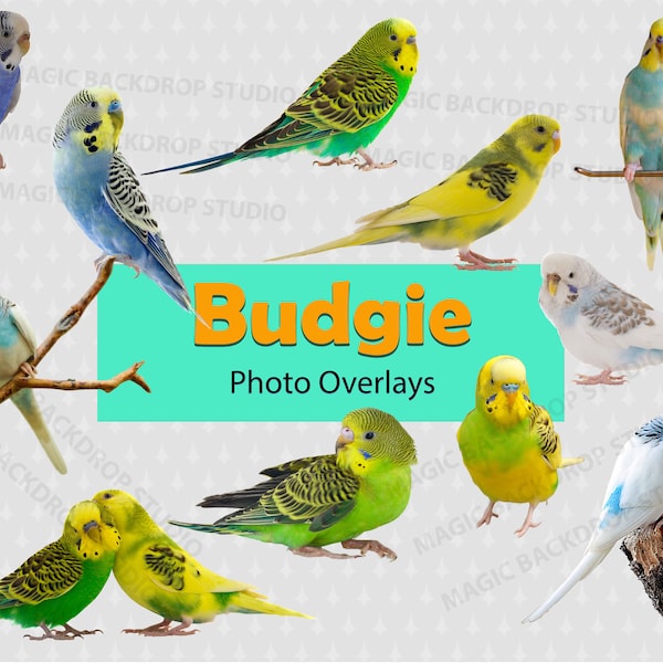 Budgerigar Budgie Birds Birds PNG Bulk Bundle budgies animal clip art Overlay Photoshop image Photoshop Prop Scrapbook Cliparts clipart