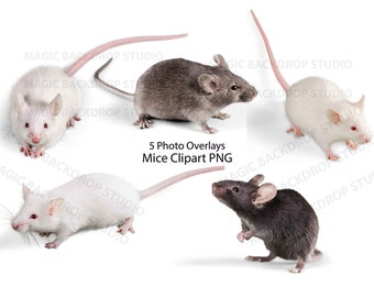 Mouse mice PNG Bundle Pet rodent rodents Overlay Photoshop Overlays mock up Prop Props Digital Scrapbook Composite PNG Clipart Clip Art