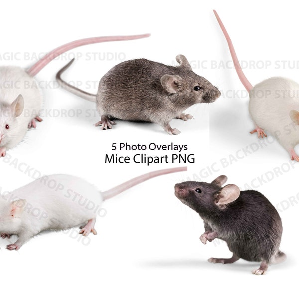 Mouse mice PNG Bundle Pet rodent rodents Overlay Photoshop Overlays mock up Prop Props Digital Scrapbook Composite PNG Clipart Clip Art