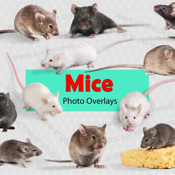 Mouse mice PNG Bundle Pet rodent rodents mammal Overlay Photoshop Overlays mock up Prop Props Digital Scrapbook Composite Clipart Clip Art