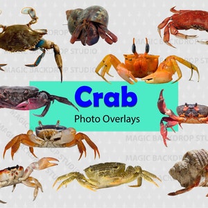 Crab Crabs PNG Photo Bulk Bundle ocean aquarium animal animals Overlay Photoshop mock up Prop Props Scrapbook Composite Clipart Clip Art