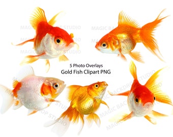 Gold fish PNG Koi fish pet Photo Bundle aquarium animal animals Overlay Photoshop mock up Prop Props Scrapbook Composite Clipart Clip Art