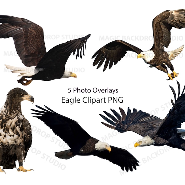 Eagles Bald Eagle bird birds wild animal clip art Overlay Photoshop Overlays props templates Prop Digital Scrapbooking Composite PNG Clipart