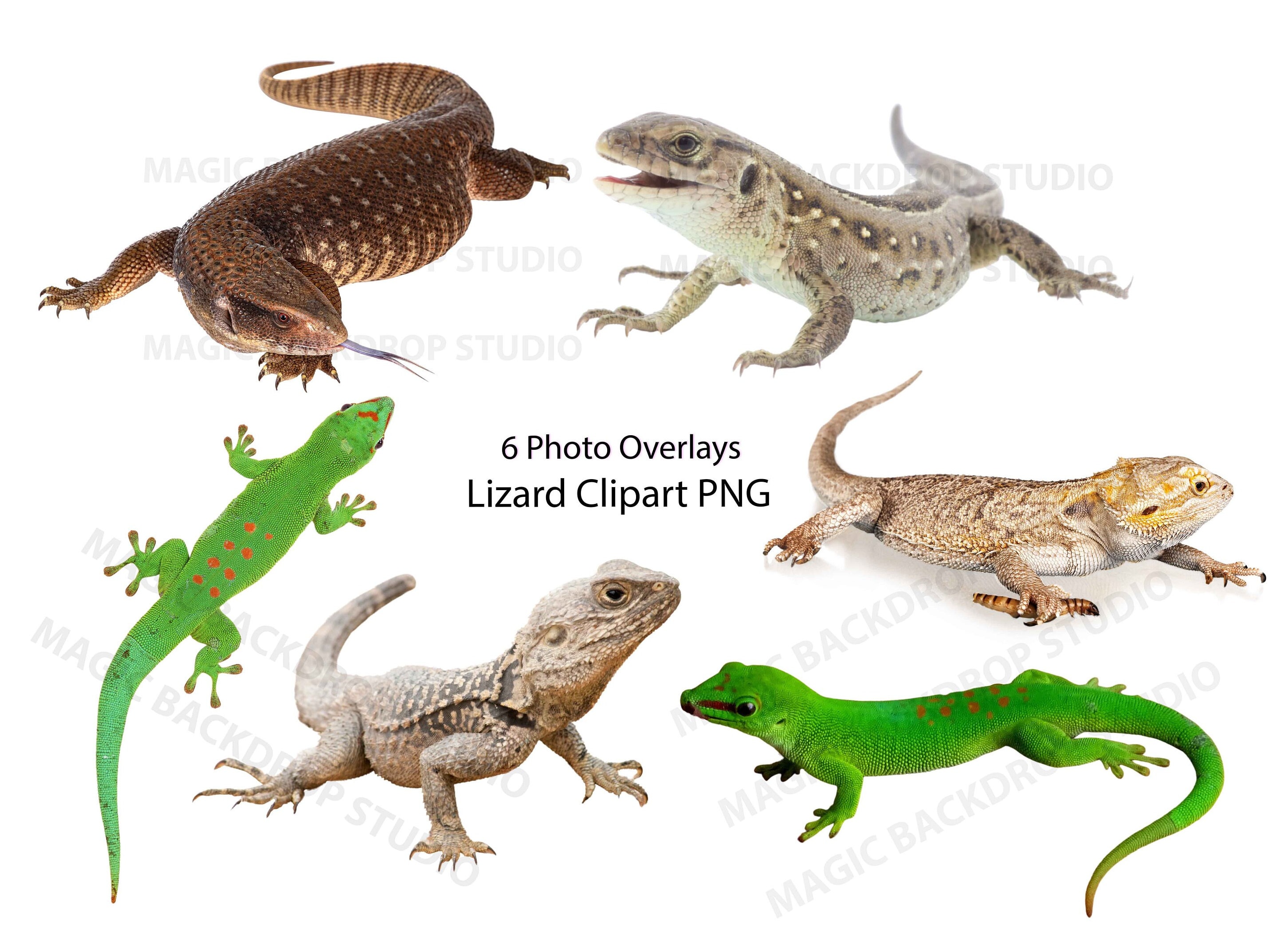 Lizards Iizard PNG Bundle Bundles Photo Animal Clipart Overlay