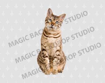 Tabby gray brown Cats Cat PNG Pet feline paws Overlay Photoshop mock up templates Prop Props Digital Scrapbooking Composite Clipart Clip Art