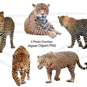 Jaguar Jaguars PNG Bundle Bundles wild big cat animal zoo digital Overlay Photoshop mock up Prop Props Scrapbook Composite Clipart Clip Art