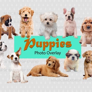 Puppy puppies dierlijke hond Overlay Photoshop Overlay mock-up sjablonen Prop Props Digitale Scrapbooking Composiet PNG Clipart Clip Art PNG