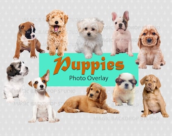 Puppy puppies animal dog Overlay Photoshop Overlay mock up templates Prop Props Digital Scrapbooking Composite PNG Clipart Clip Art PNG