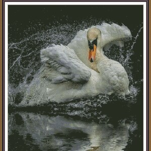 Op de afbeelding: Een witte zwaan met zijn vleugels uitgespreid, spattend in een donker waterlichaam. De reflectie van de zwaan is zichtbaar in het water.