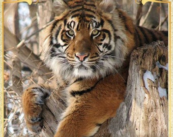 Bengal Tiger Wild cat Savanna - Chart Counted Cross Stitch Pattern Needlework PDF