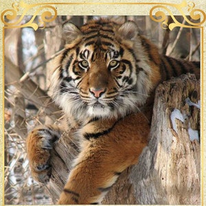 Bengal Tiger Wildkatze Savanna - Kreuzstich Anleitung PDF