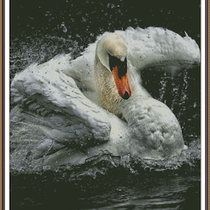 Peut inclure: Un cygne blanc avec ses ailes déployées, secouant l'eau de ses plumes. Le cygne est dans un plan d'eau sombre avec des gouttelettes d'eau dans l'air.
