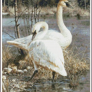 May include: Two white swans with long necks stand in a shallow body of water. The swans are in a natural setting with brown reeds and trees in the background.