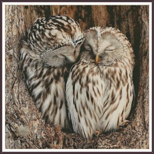 Puede incluir: Dos búhos marrones y blancos con los ojos cerrados están acurrucados uno contra el otro en un tronco de árbol. Los búhos tienen un aspecto suave y plumoso y descansan pacíficamente.