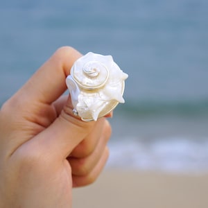 May include: A white seashell ring with a spiral design, set on a silver band. The ring is held up against a blurred background of the ocean and beach.