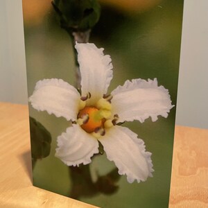 Carte de vœux Wildflower