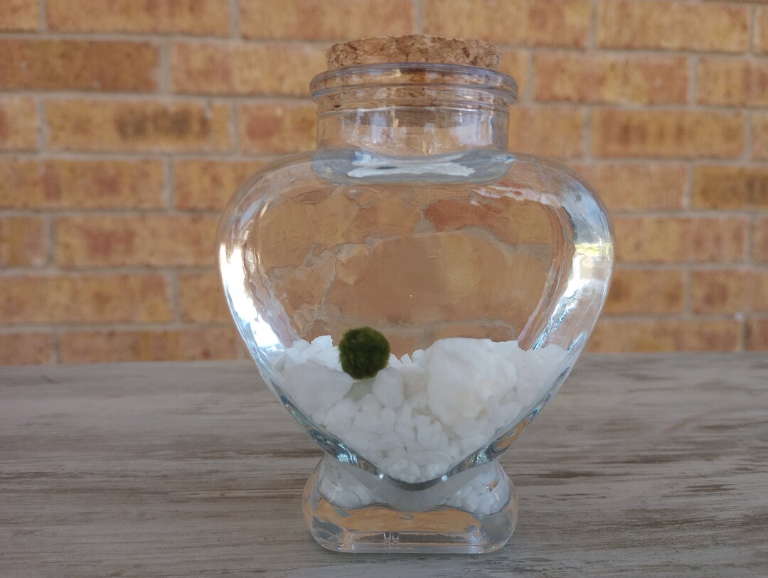 Marimo Moss Ball Kit Love Plants Valentine's Gift Etsy