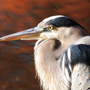 Grote Blauwe Reiger Fotokaarten