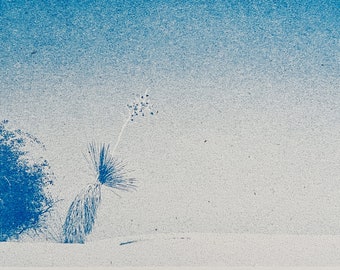 Risograph Photograph Print Series: Yucca Flower at White Sands National Park