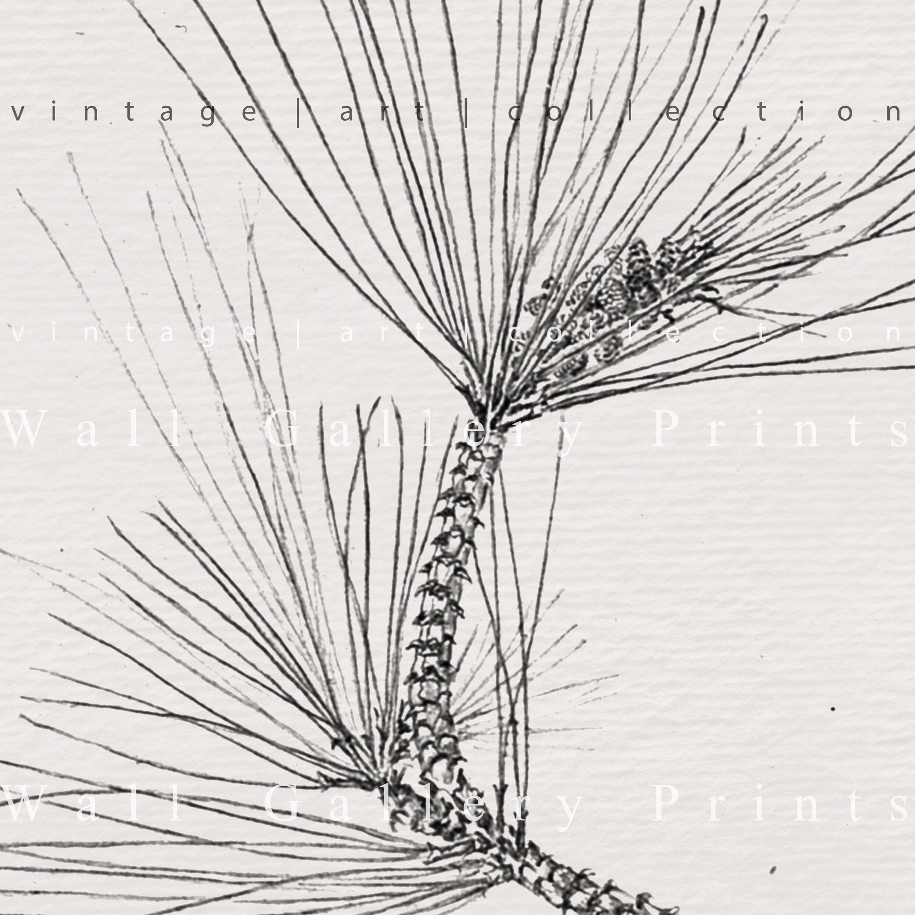 Vintage Branch Sketch SET | Botanical Drawing Country Home Decor ...