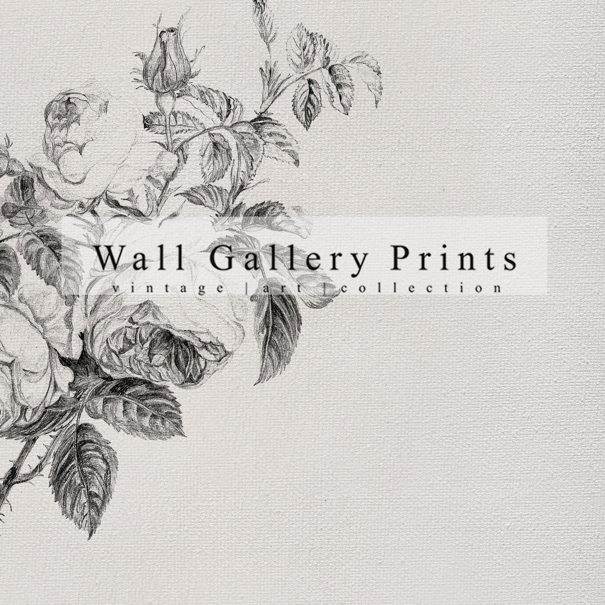Wild Rose Sketch Vintage Shelf Print PRINTABLE Digital Art 073P Etsy