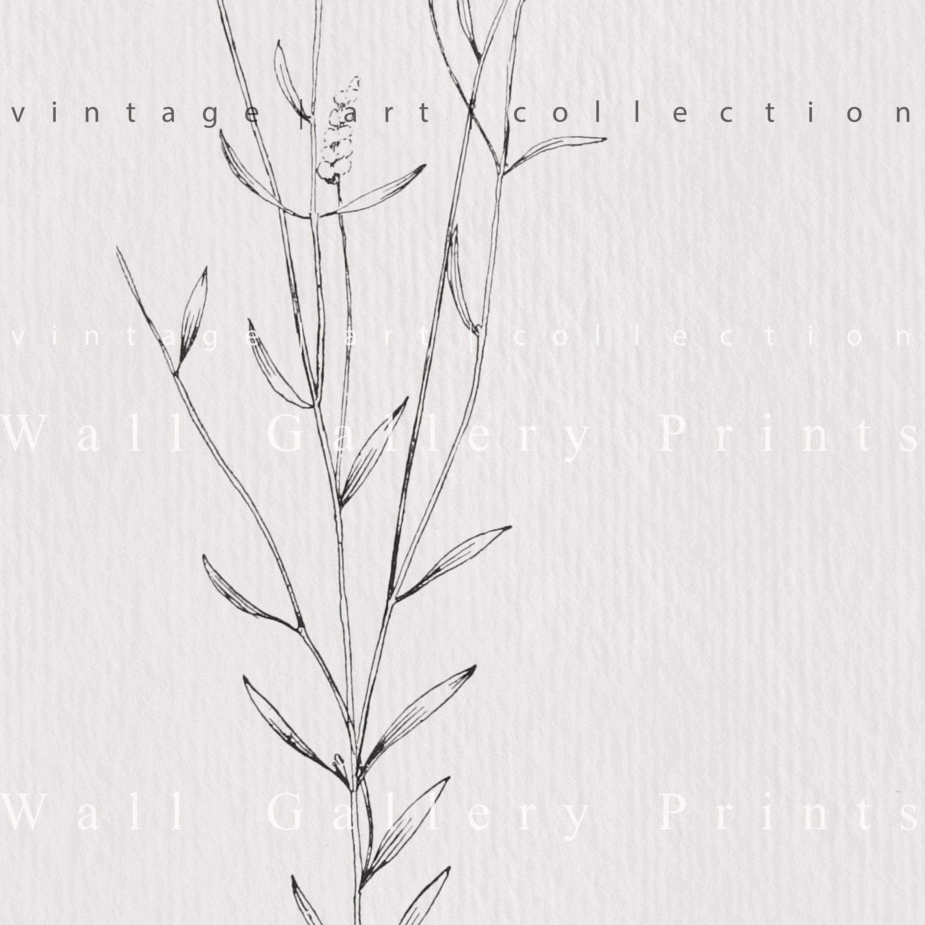 Vintage Branch Sketch SET | Botanical Drawing Country Home Decor ...