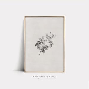 Wild Rose Sketch | Vintage Shelf Print | PRINTABLE Digital Art #073P