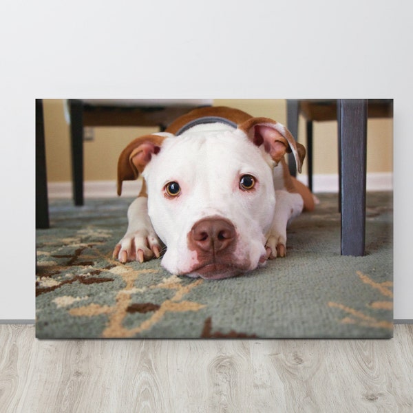 Pitbull Puppy Dog Eyes Under a Table - Pet Photography Stretched Canvas Print - Multiple Size Options