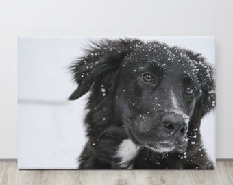 Shepard australiano nero coperto di neve in inverno - Stampa su tela allungata per fotografia di animali domestici - Opzioni di dimensioni multiple