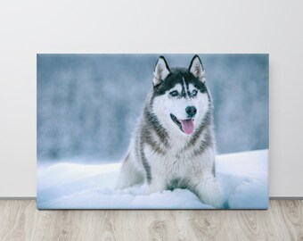 Alaskan Malamute posa nella foresta innevata - Stampa su tela allungata per fotografia ad alta risoluzione - Opzioni di dimensioni multiple