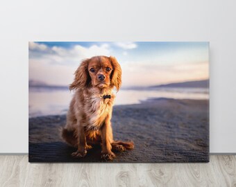 Pet Brown Cocker Spaniel at the Beach - Fotografia per cani Su tela allungata - Opzioni di dimensioni multiple