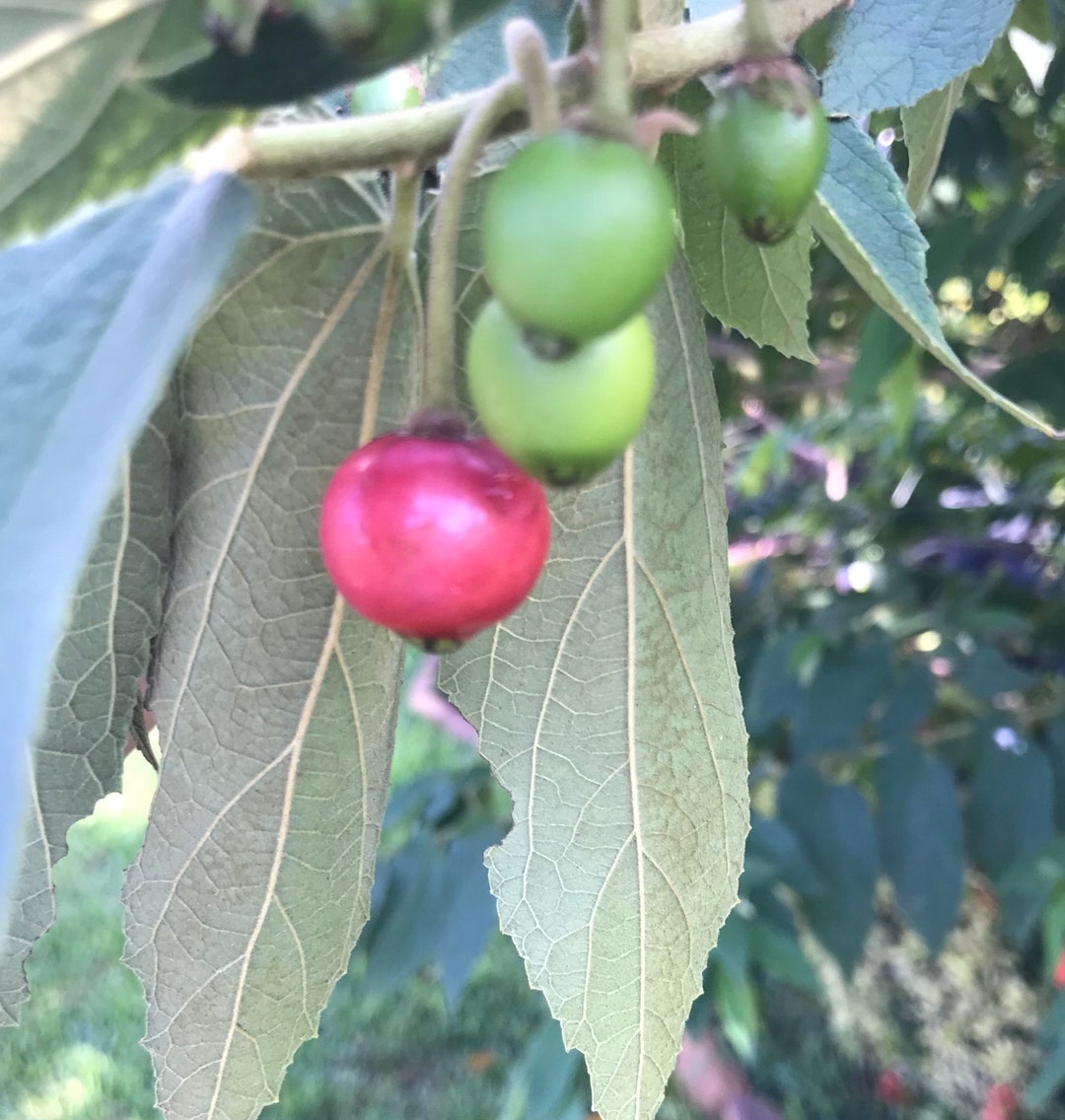 Blooming 30 STRAWBERRY TREE Jamaican Cherry Tree Etsy