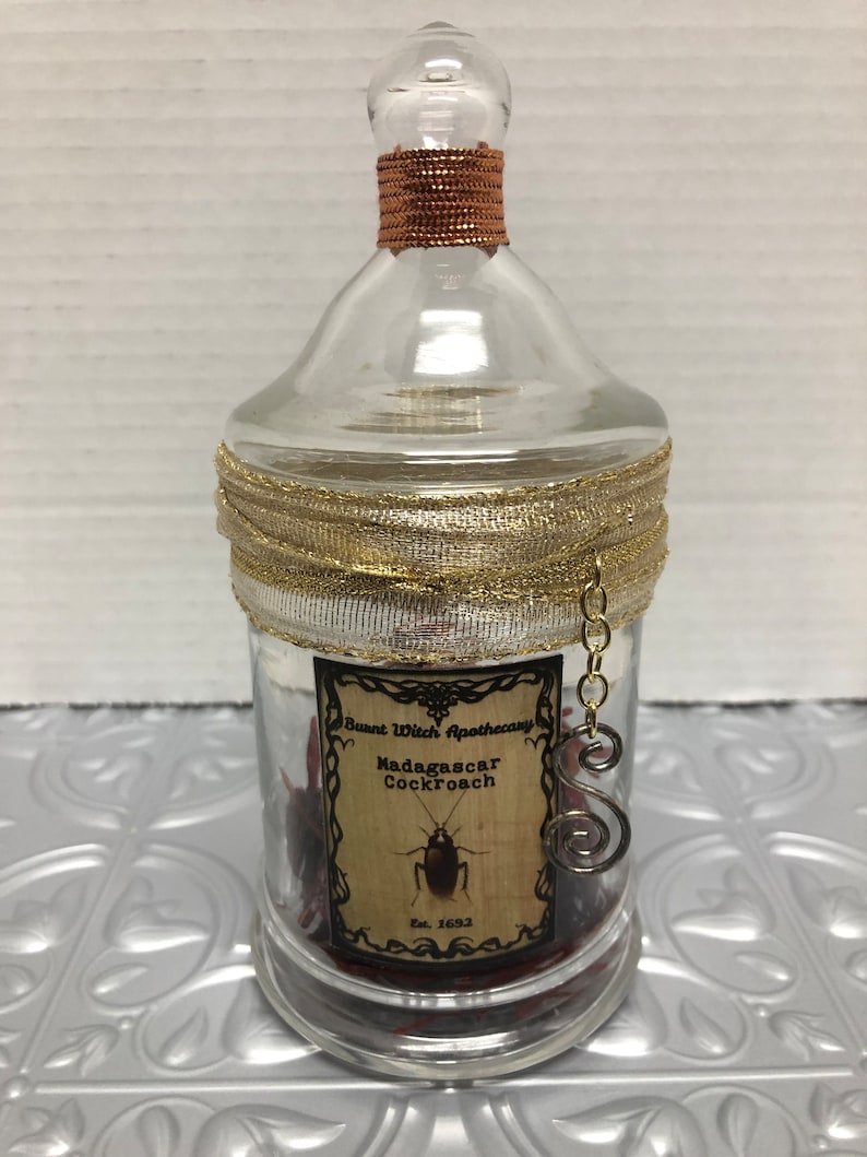 Madagascar Cockroach Potion Bottle - Etsy