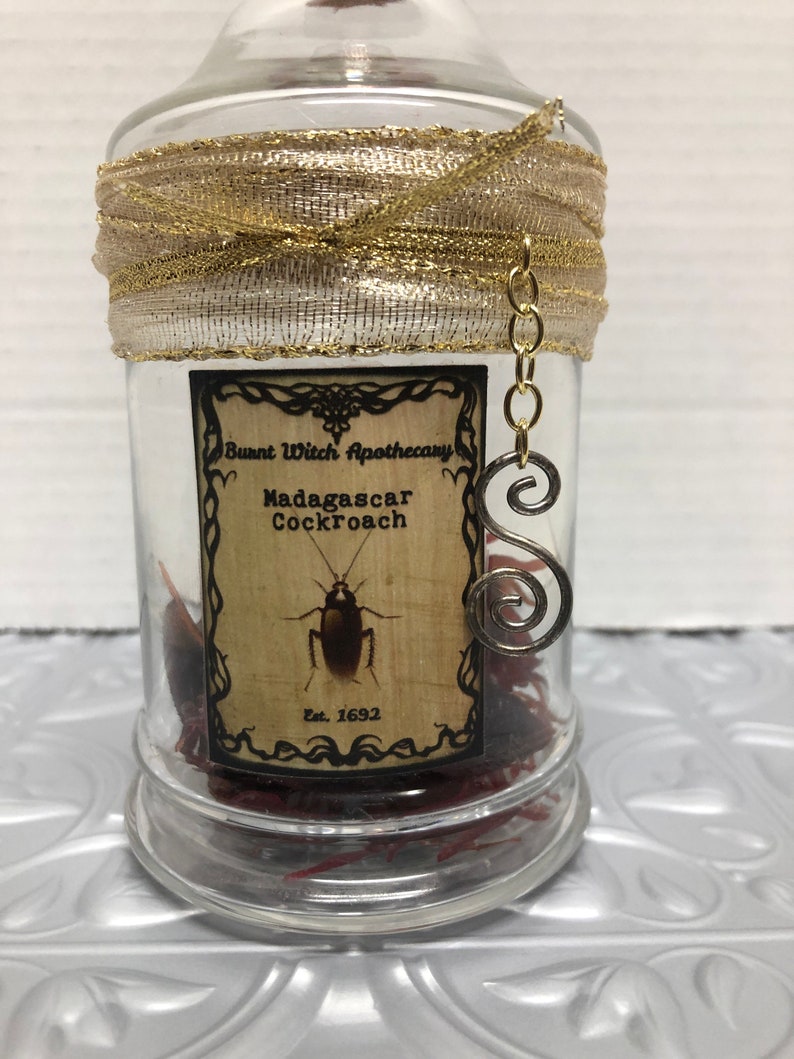 Madagascar Cockroach Potion Bottle - Etsy