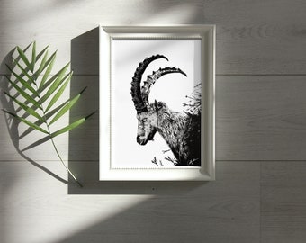 Capricorn Ink Drawing - Fine Art Print - Steinbock Tuschezeichnung - Kunstdruck