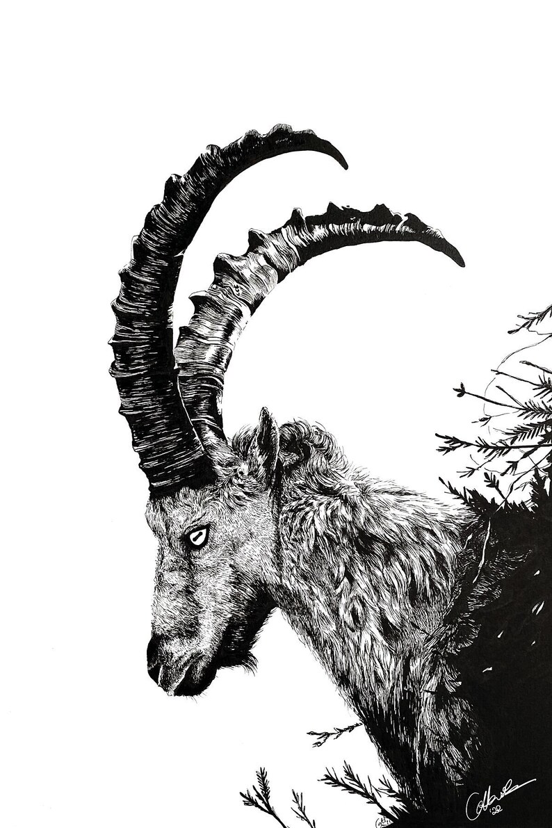 Capricorn Ink Drawing Fine Art Print Capricorn Ink Drawing Art Print image 2